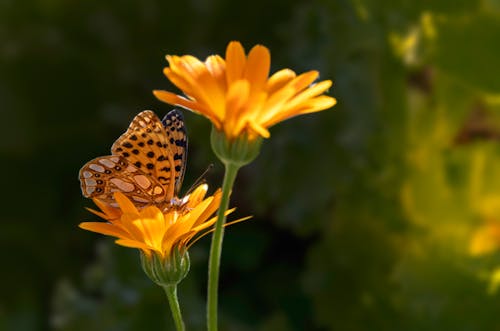 Butterfly on Yellow Flowers