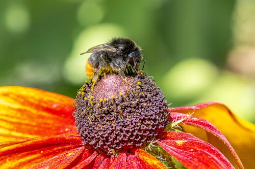 Bee Gathering Pollen