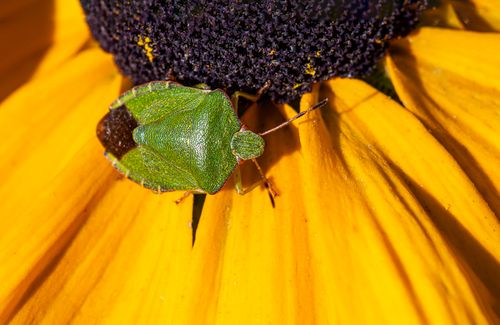 Free Macro shot of a green beetle perched on a vibrant yellow flower petal. Stock Photo