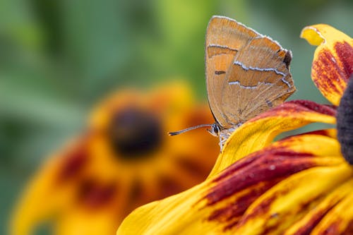 갈색 머리띠, 꽃, 나비의 무료 스톡 사진