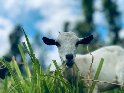 Goat closeup 