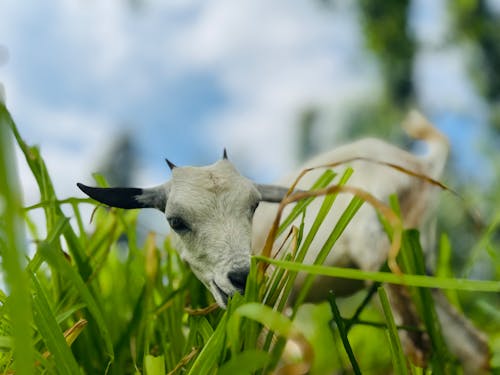 Goat closeup 