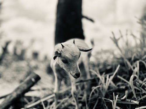 Goat B/W closeup 