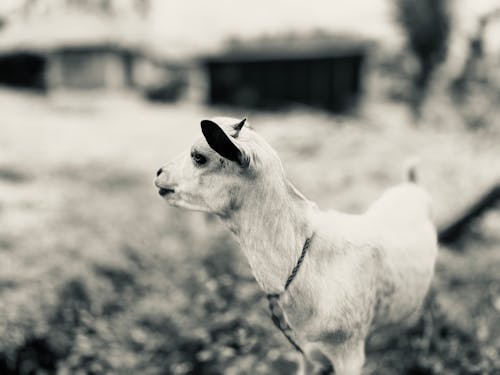 Goat closeup 