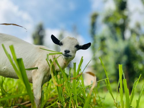 Goat closeup 