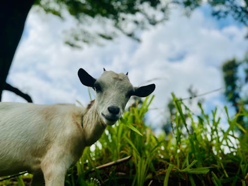 Goat closeup