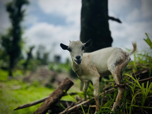 Goat Closeup 