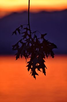 Silhouette of oak leaves set against a stunning sunset with vivid orange and purple hues.