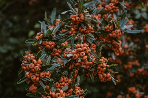 Close-up of a Firethorn Shrub 