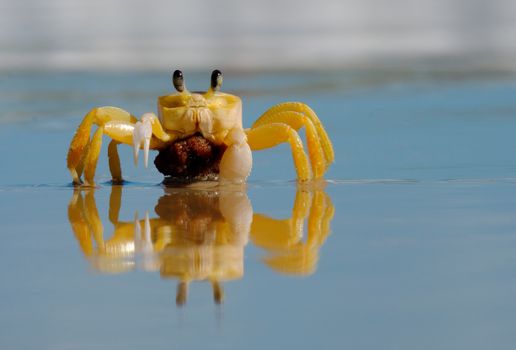 Vibrant close-up of a yellow crab reflecting in the water on a sunny day at the beach.