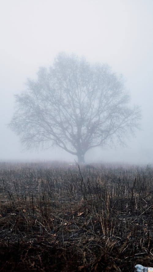 Fog over Tree on Grassland
