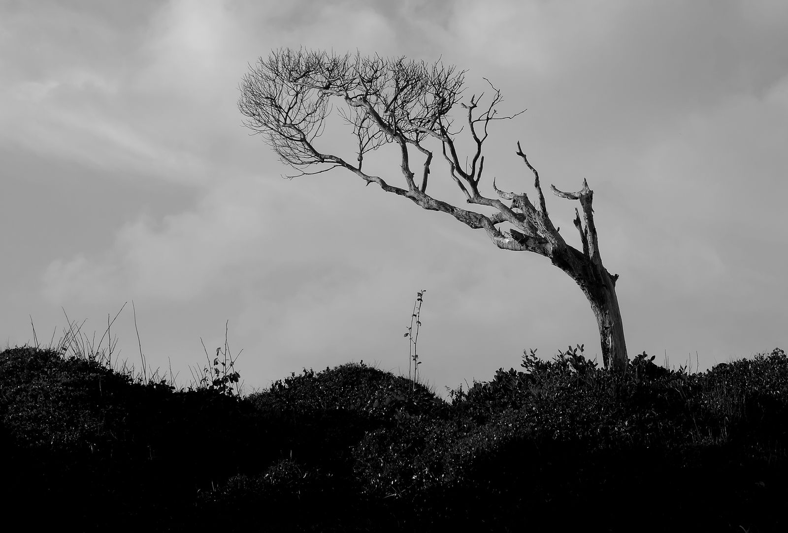 Grayscale Photo of a Bare Tree · Free Stock Photo