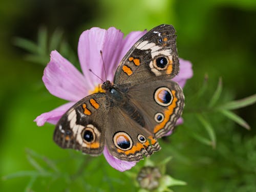 Ảnh lưu trữ miễn phí về buckeye, chụp ảnh động vật hoang dã, Con bướm