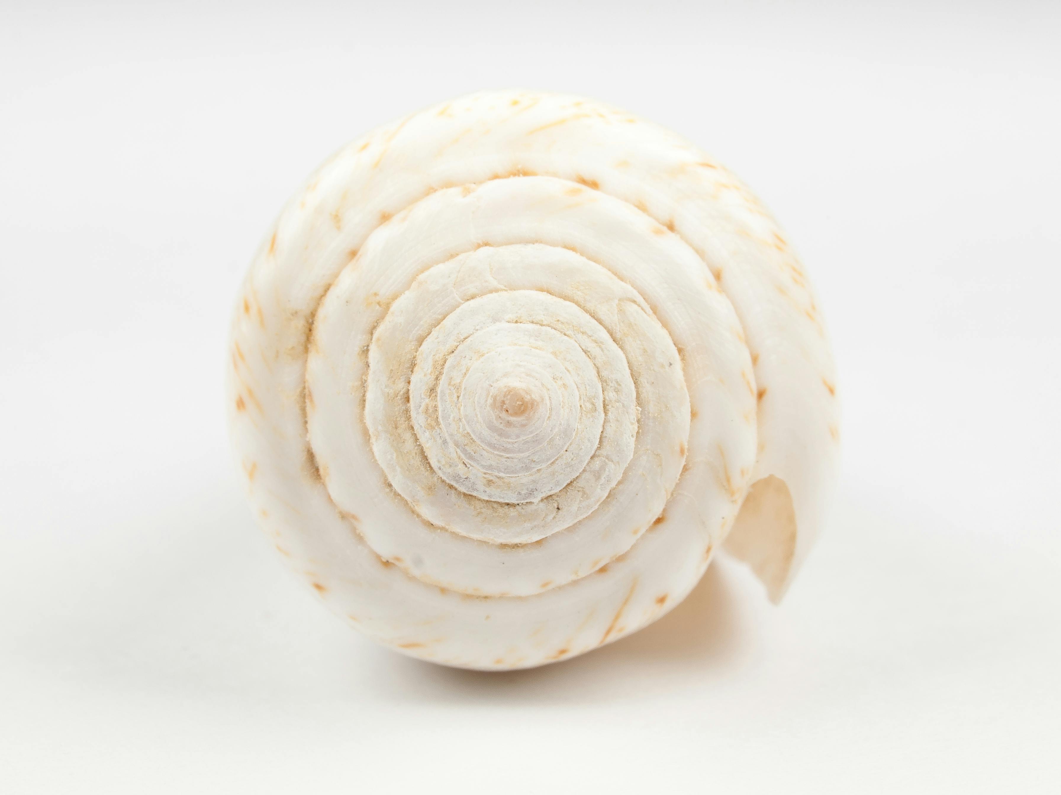 Detailed close-up of a spiral seashell against a minimalist white background, emphasizing texture and pattern.