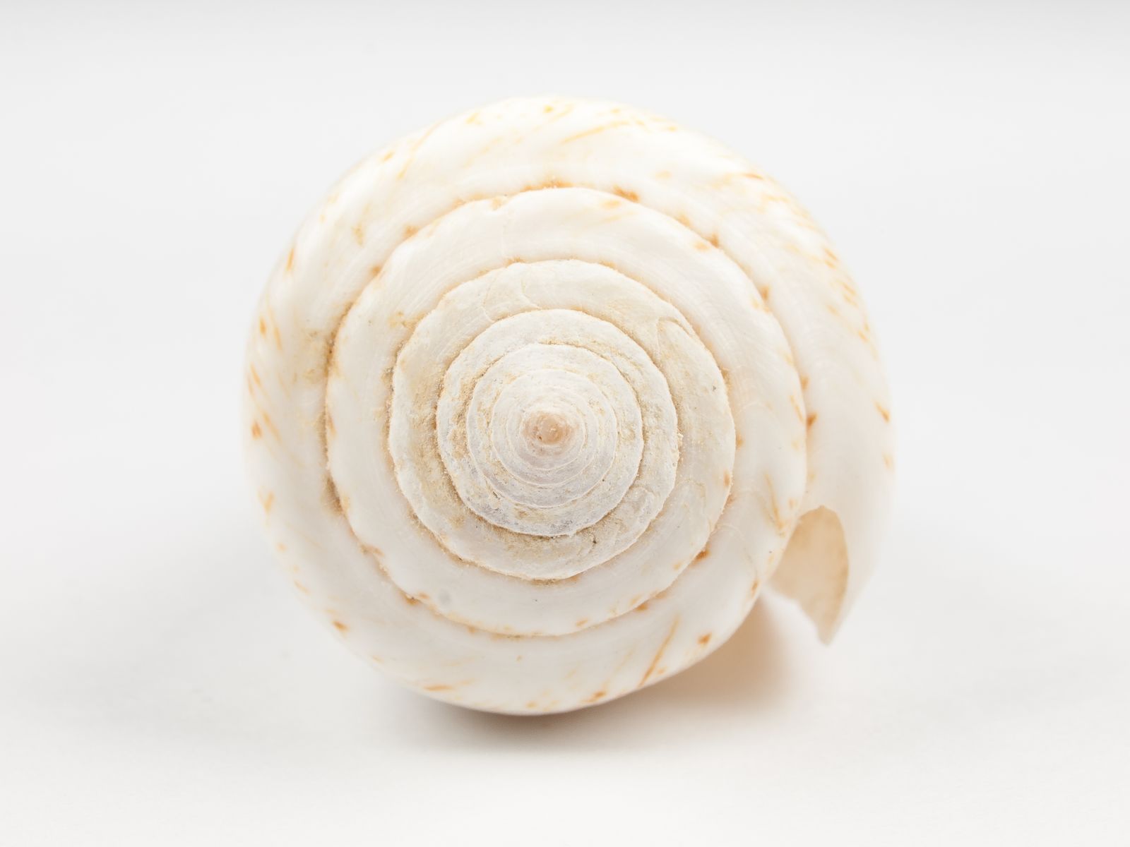 Seashell Wallpaper Photos, Download The BEST Free Seashell Wallpaper ...