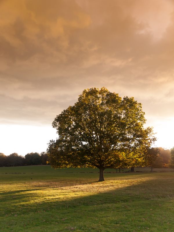 Green Tree Under Blue Sky · Free Stock Photo