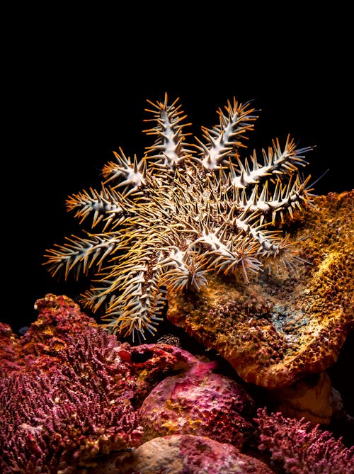 Venomous Crown of Thorns Starfish