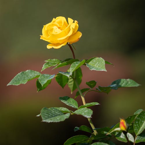 Yellow Rose in a Garden