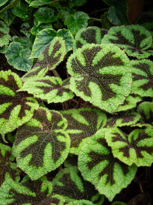 Pattern on Green Leaves