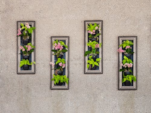 꽃, 꽃이 피는, 벽의 무료 스톡 사진