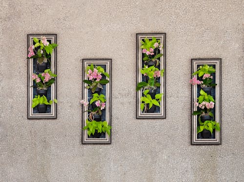 Potted Plants Decorating Wall