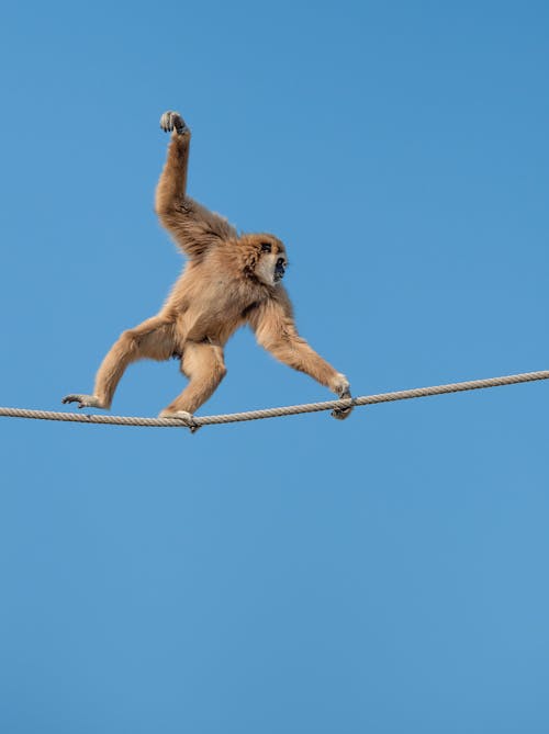 Lar Gibbon Walking on Rope against Blue Sky