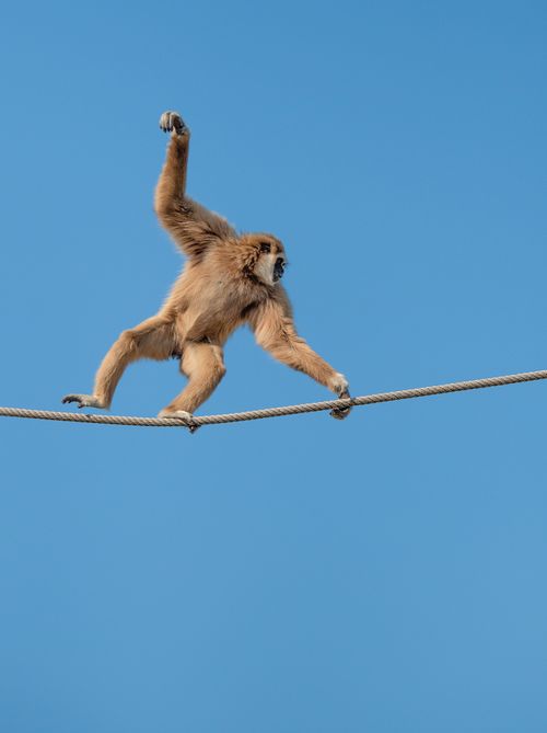 Free Lar gibbon gracefully balancing on a rope against a clear blue sky in Lisbon Zoo, Portugal. Captured in natural habitat. Stock Photo