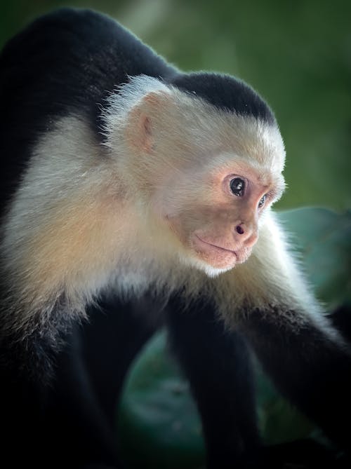 Capuchin Monkey in Close Up