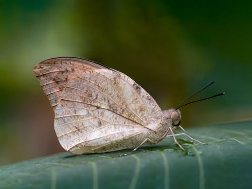 Close up of Butterfly