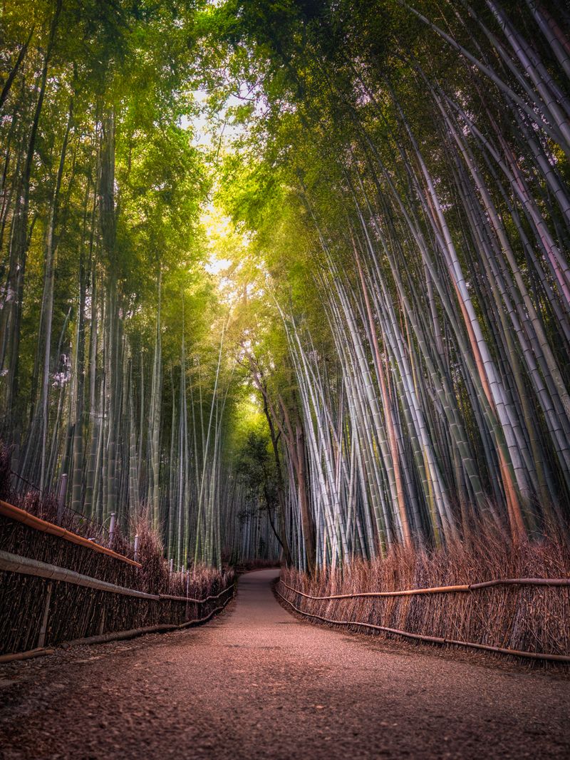 Bamboo grove footpath
