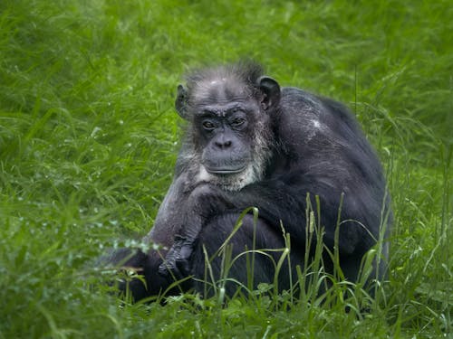 Monkey Sitting on Grass
