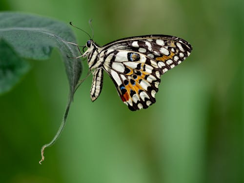 Common Lime Butterfly