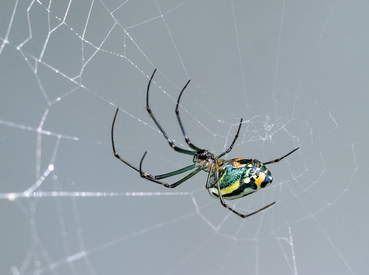 Orchard Spider On His Web