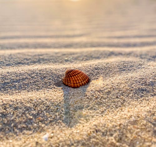 Close-up of Seashell on Sand Seashore