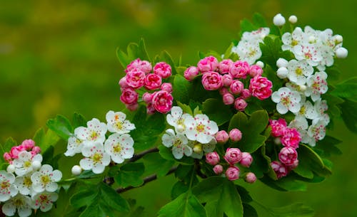 Pink and White Flowers on a Shrub