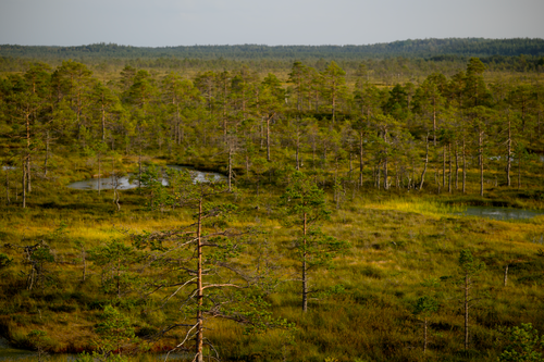 Free Aerial photo capturing lush green trees in a serene, scenic wetland forest. Stock Photo
