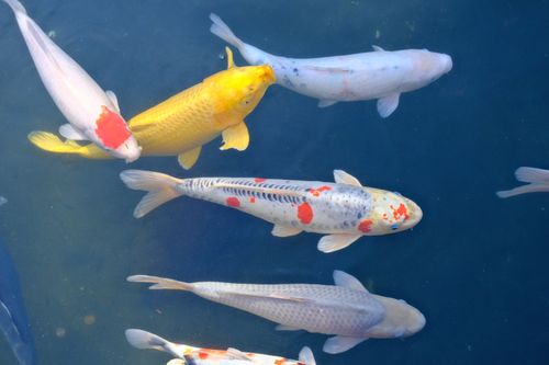 Free Vibrant koi fish swimming gracefully in a serene pond in Toyokawa, Japan. Stock Photo