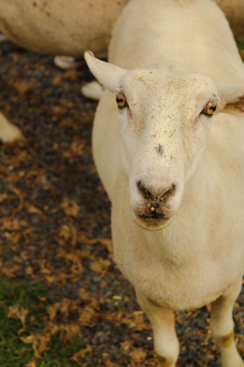 Free Detailed close-up of a sheep in a rural pasture, showcasing its natural environment. Stock Photo