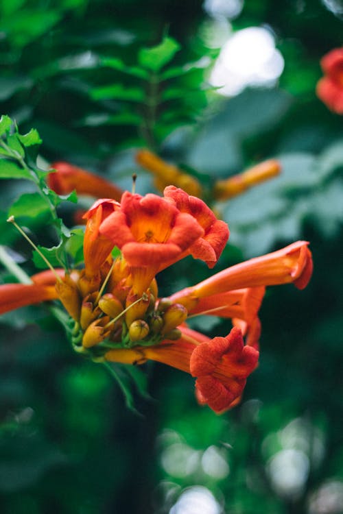 Kostenloses Stock Foto zu blühende blumen, blumen, kleine blumen