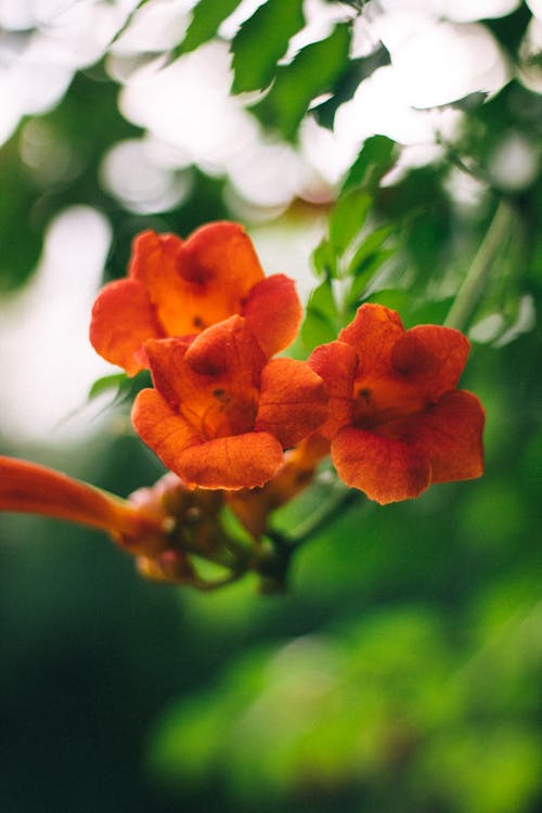 Kostenloses Stock Foto zu blumen, blütenblätter, exotisch