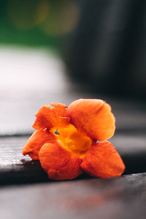 Kostenloses Stock Foto zu blühende blumen, blumen, kleine blumen