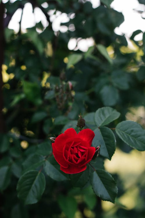 Kostenloses Stock Foto zu rosenblüte, rote rosen, schöne blumen