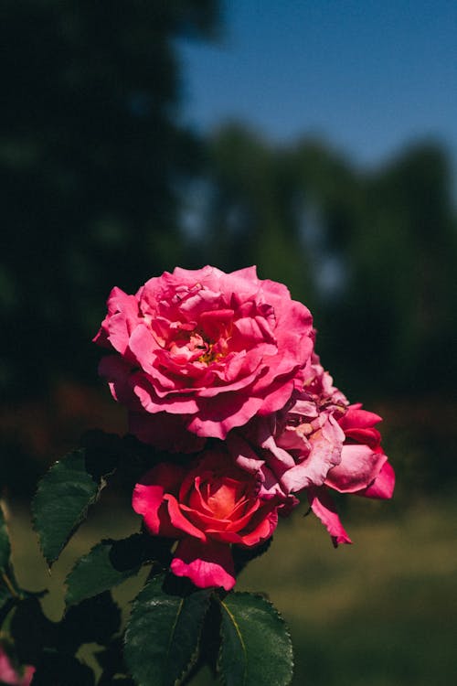 Kostenloses Stock Foto zu china stieg, pinke rose, rosenblüte