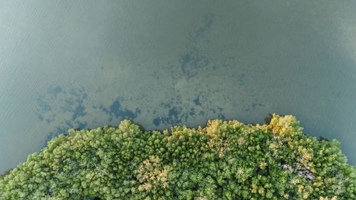Free A stunning aerial shot of a dense, vibrant green forest bordering a calm, clear body of water. Stock Photo
