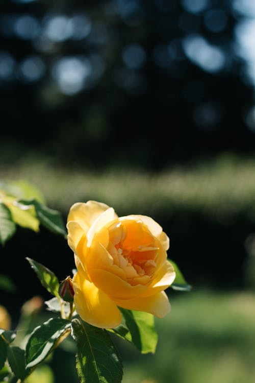 Kostenloses Stock Foto zu gelbe rosen, rosenblüte, schöne blumen