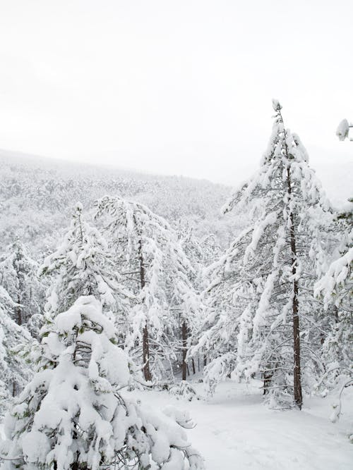 Deep, Evergreen Forest in Winter