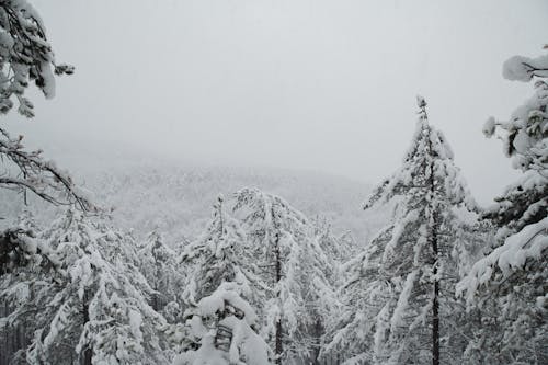 Foto d'estoc gratuïta de arbres, blanc, bosc