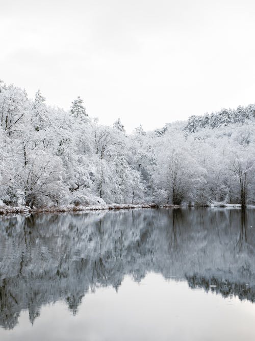 Kostnadsfri bild av frost, kall, naturskön