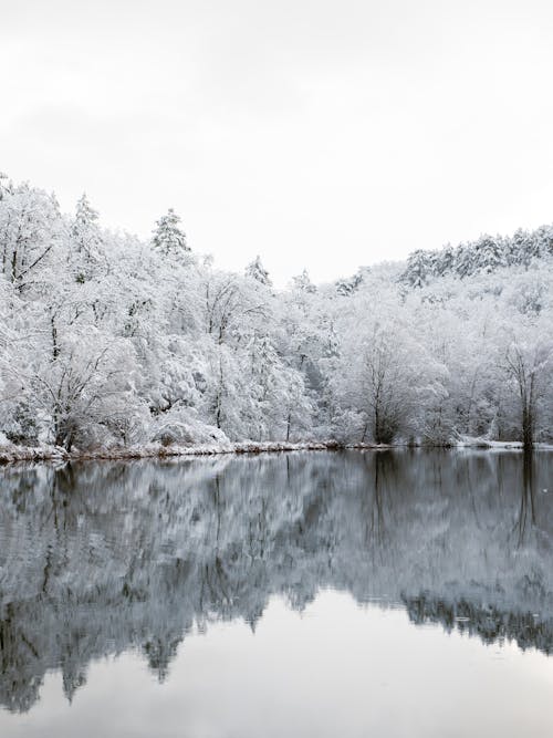 Trees Covered with Snow by the Lake 