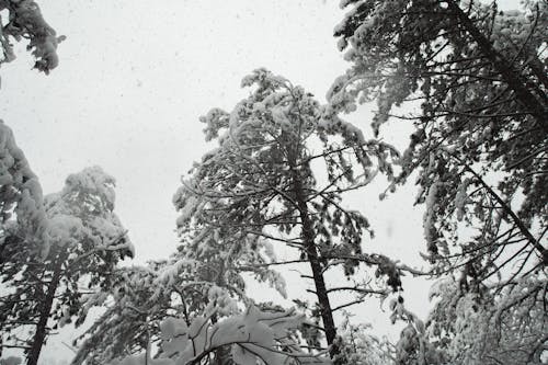 Free stock photo of landscape, landscape photography, snow